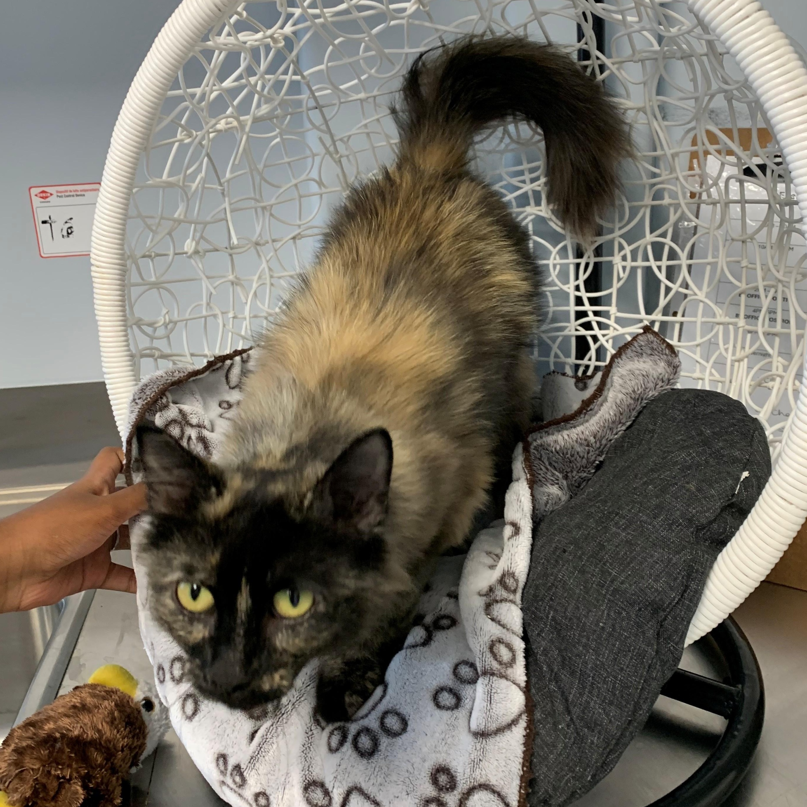 Zara, an adoptable Domestic Medium Hair in Brooks, AB, T1R 1B2 | Photo Image 3