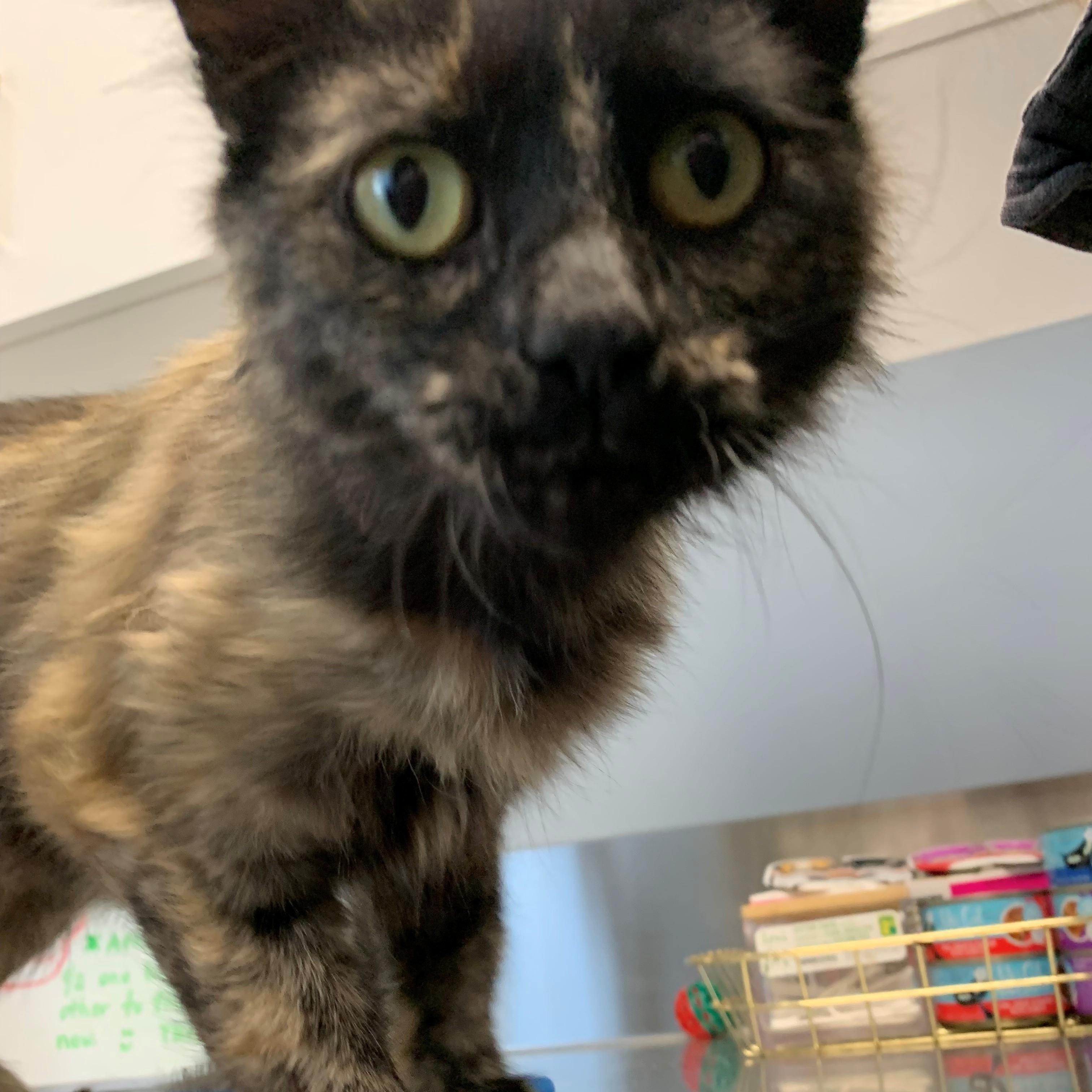 Zara, an adoptable Domestic Medium Hair in Brooks, AB, T1R 1B2 | Photo Image 2