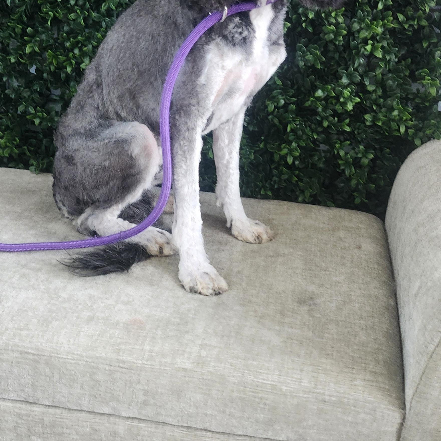 Enlarge King, an adopted Cockapoo in Torrance, CA image 1/4