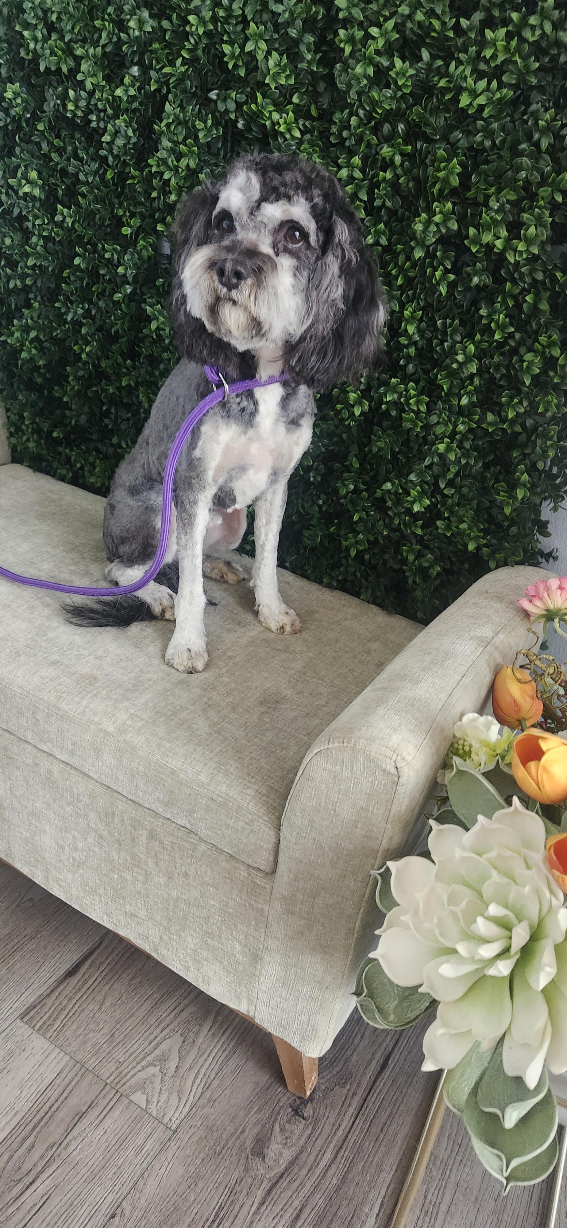 Enlarge King, an adopted Cockapoo in Torrance, CA image 4/4