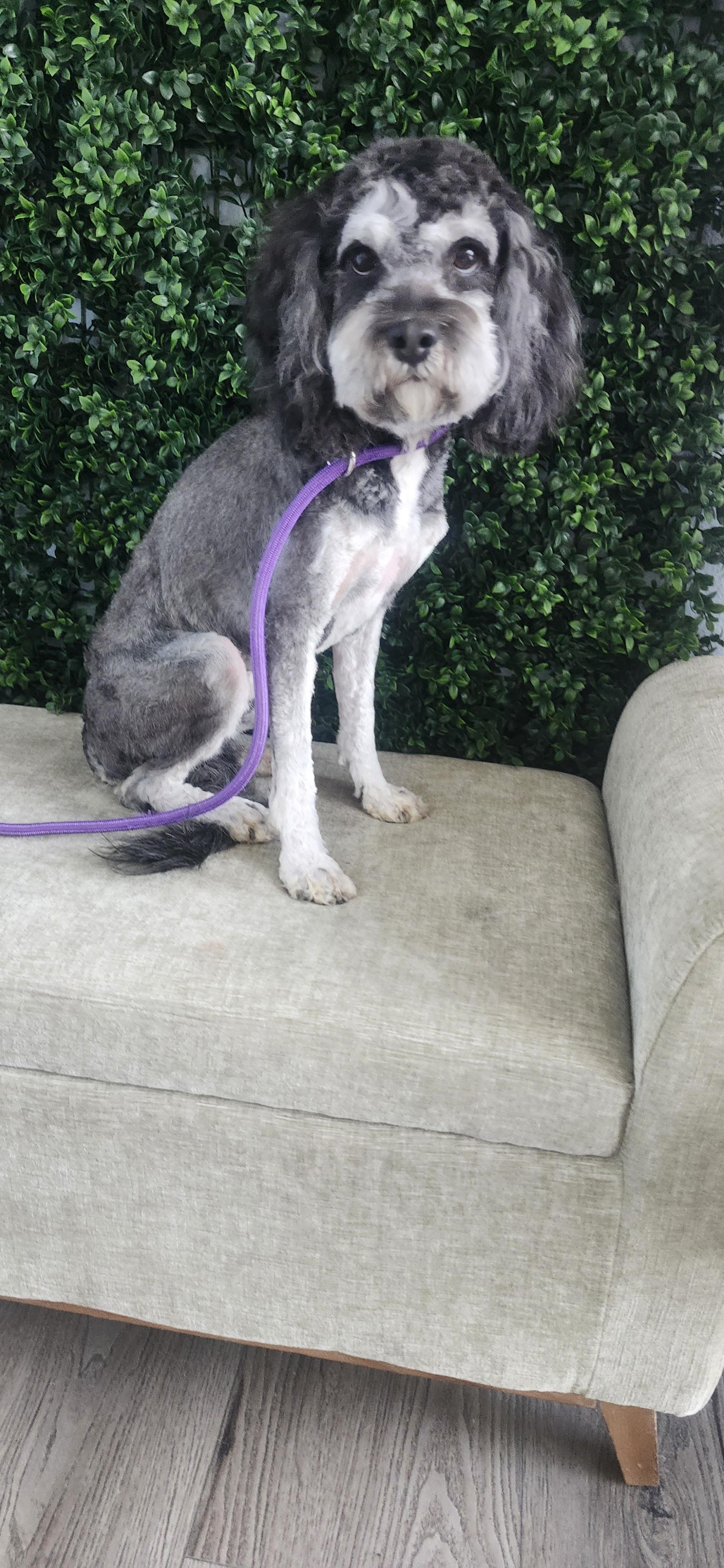 Enlarge King, an adopted Cockapoo in Torrance, CA image 3/4