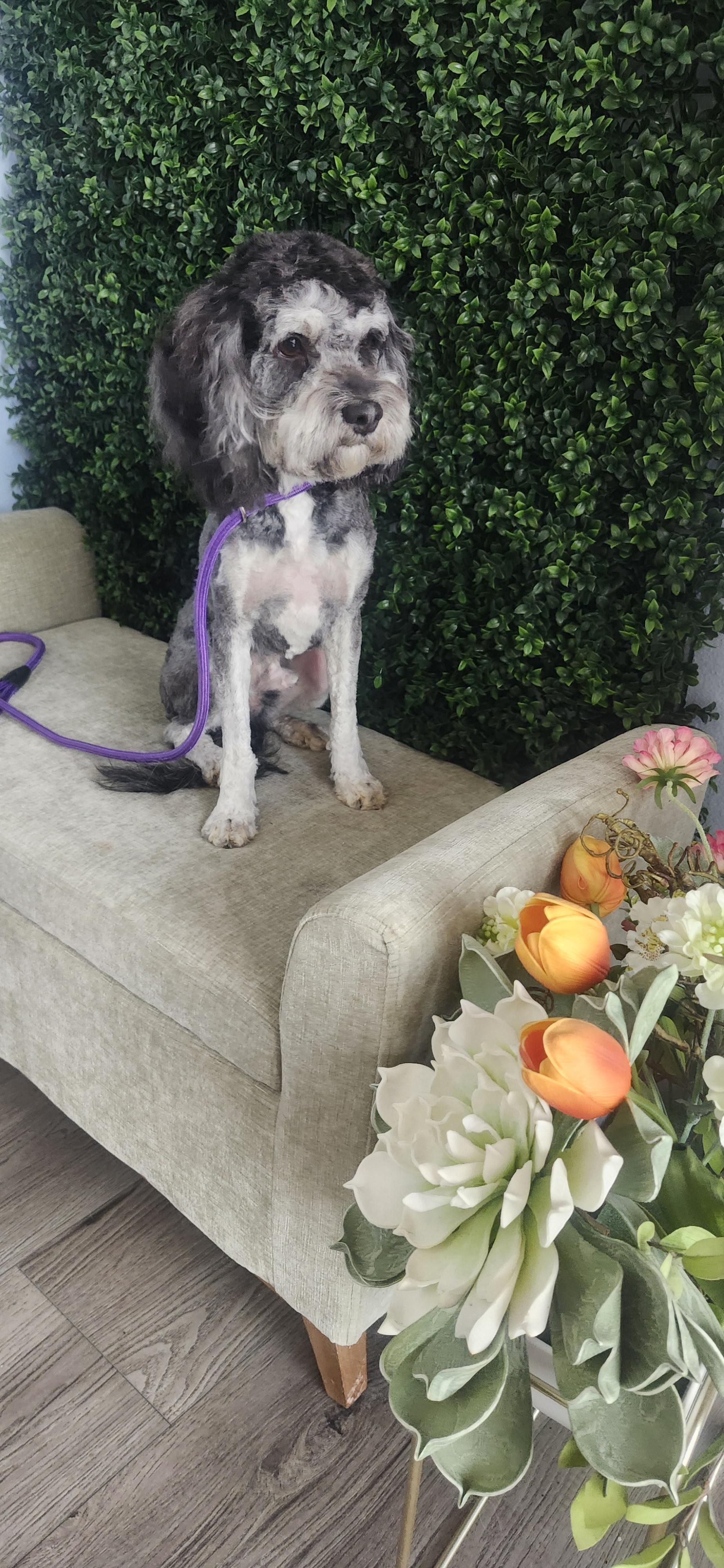 Enlarge King, an adopted Cockapoo in Torrance, CA image 2/4