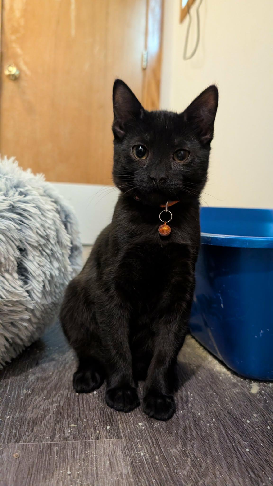 Enlarge Gunther, an adoptable Domestic Short Hair in Sheridan, OR image 1/1