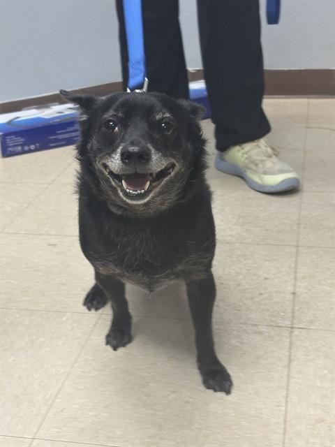 Enlarge KENOBI, a Adoptable mixed breed in Killeen, TX image 1/1