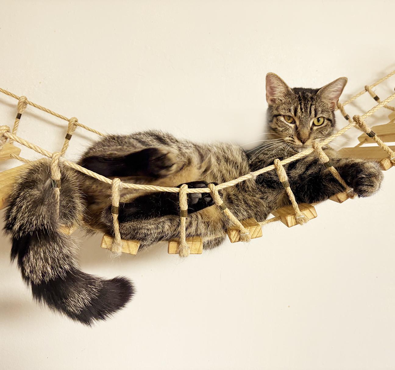 Enlarge Freesia, a ADOPTABLE Domestic Short Hair in Mansfield, OH image 1/1