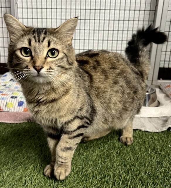 Sparkle, a Adoptable Domestic Long Hair in Stockton, CA image 1/2