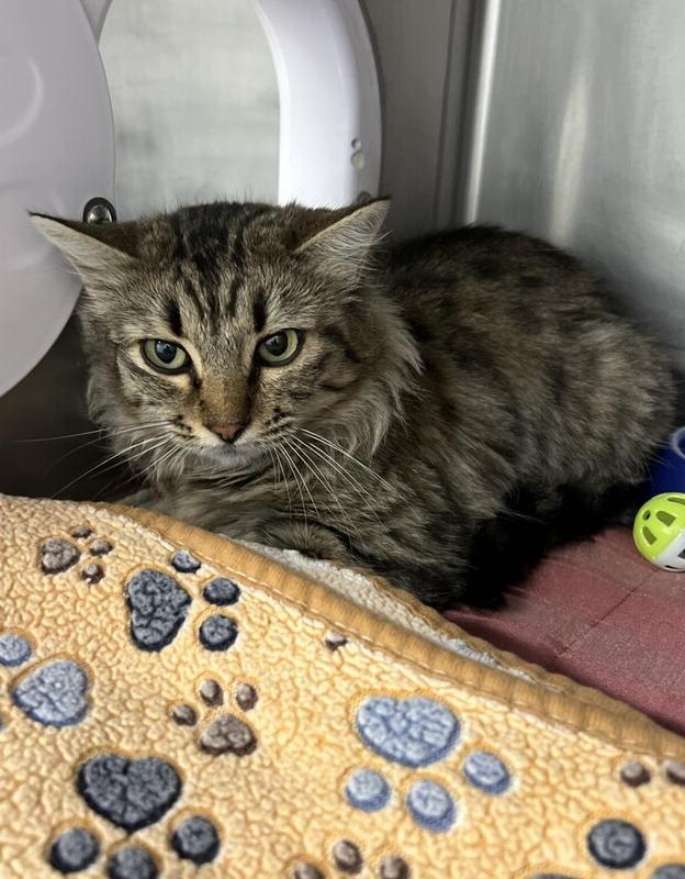 Sparkle, a Adoptable Domestic Long Hair in Stockton, CA image 2/2