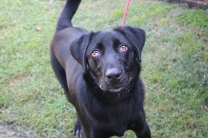 Enlarge Asmodeus, a Adoptable mixed breed in Brunswick, GA image 1/1