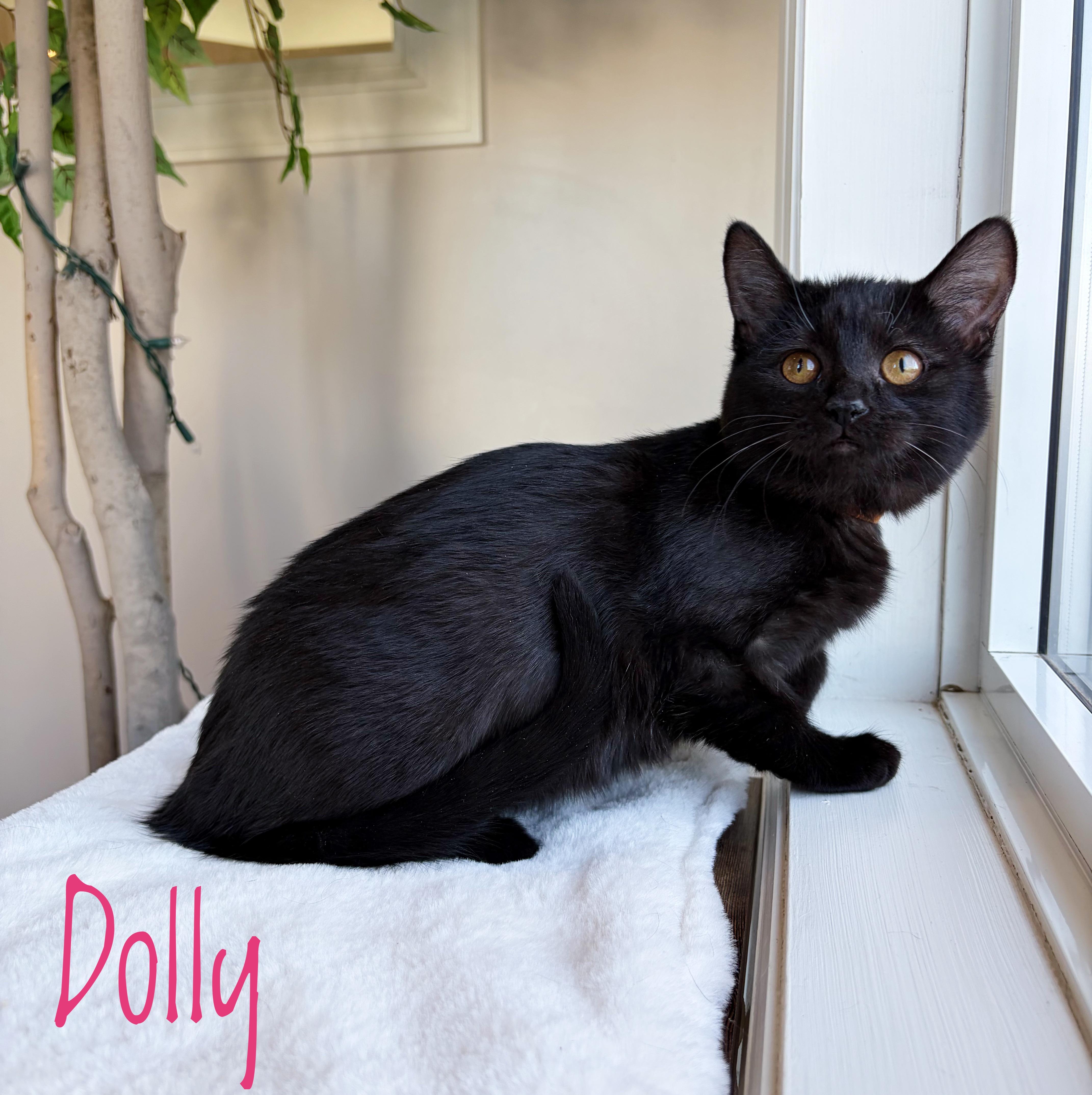 Dolly , Adoptable, Kitten Female Domestic Short Hair.