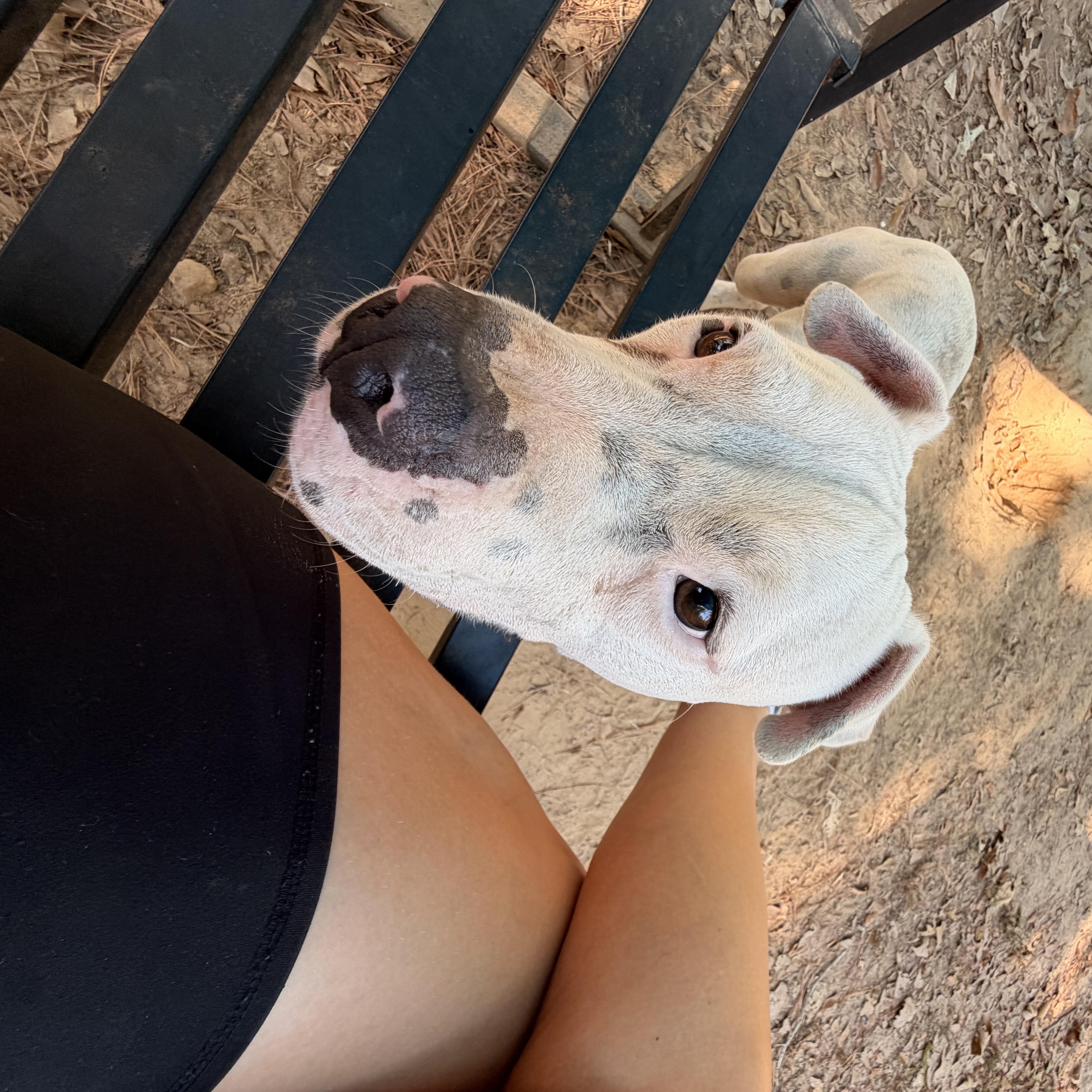 Chief, Adopted, Adult Male Mixed Breed.