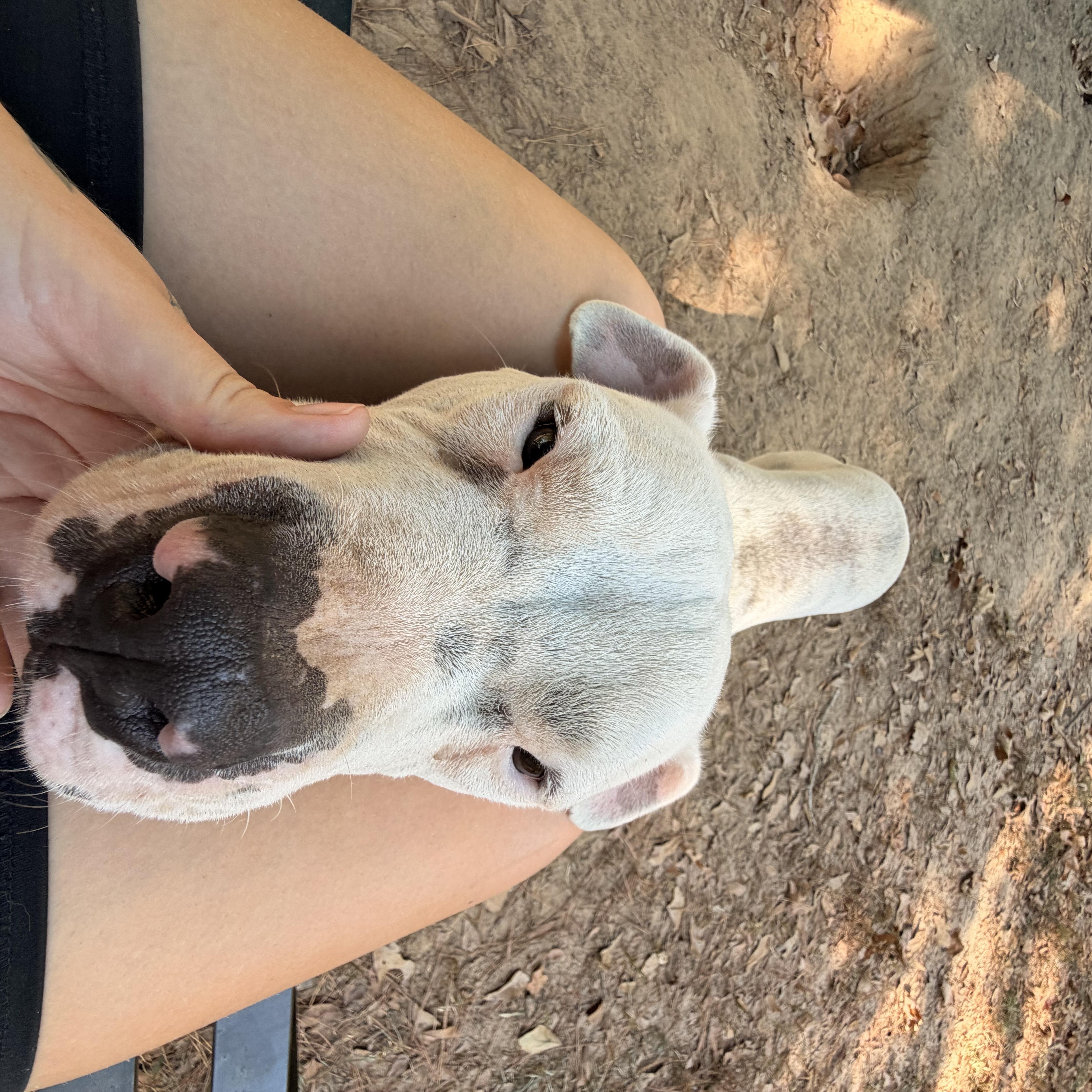 Enlarge Chief, a Adopted Mixed Breed in Ruston, LA image 2/3