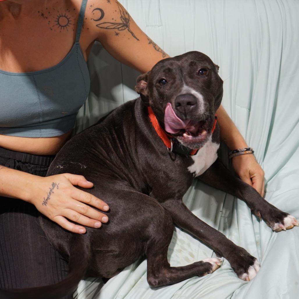 Perdita, Adoptable, Adult Female American Staffordshire Terrier.