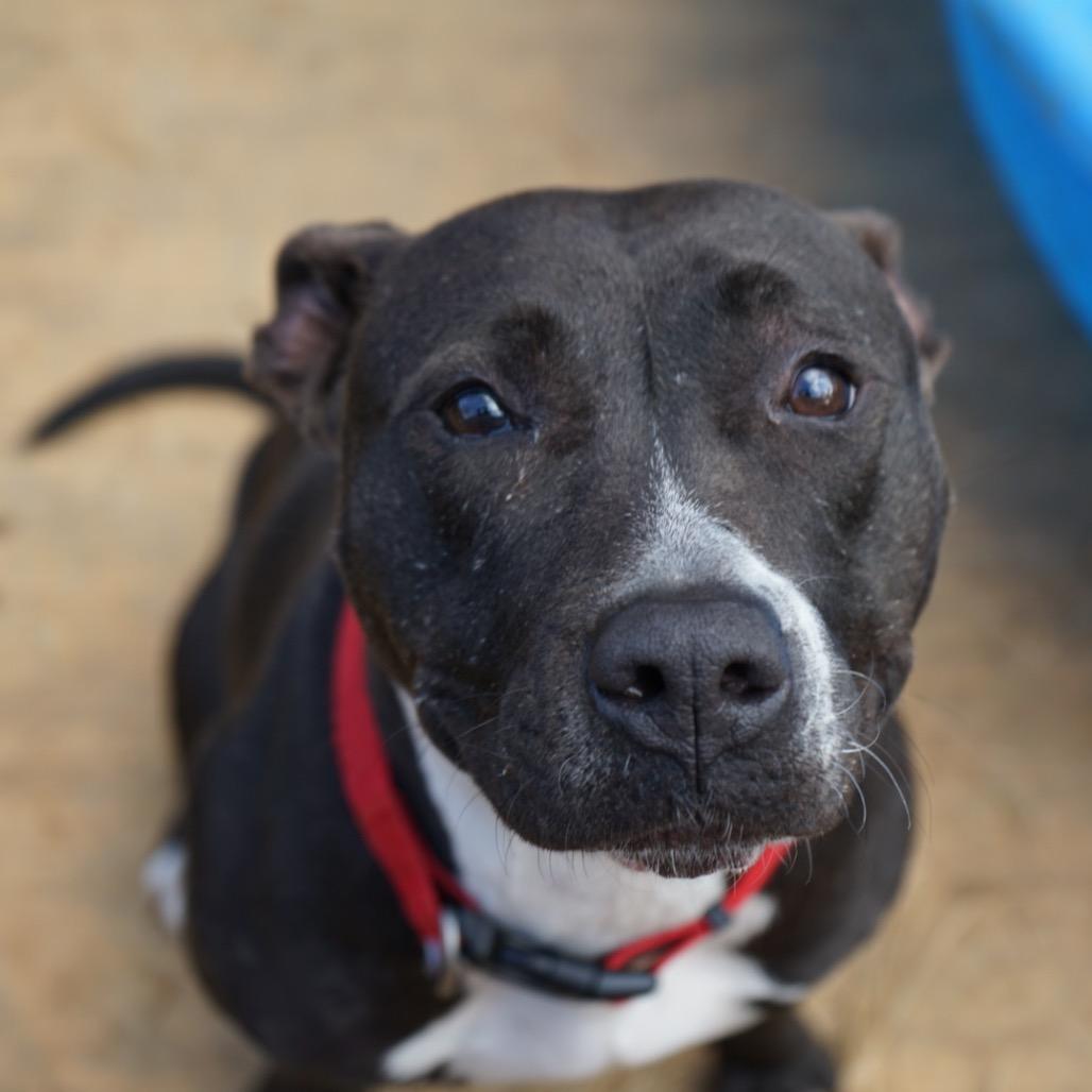 Enlarge Perdita, a Adoptable American Staffordshire Terrier in Duck River, TN image 2/6