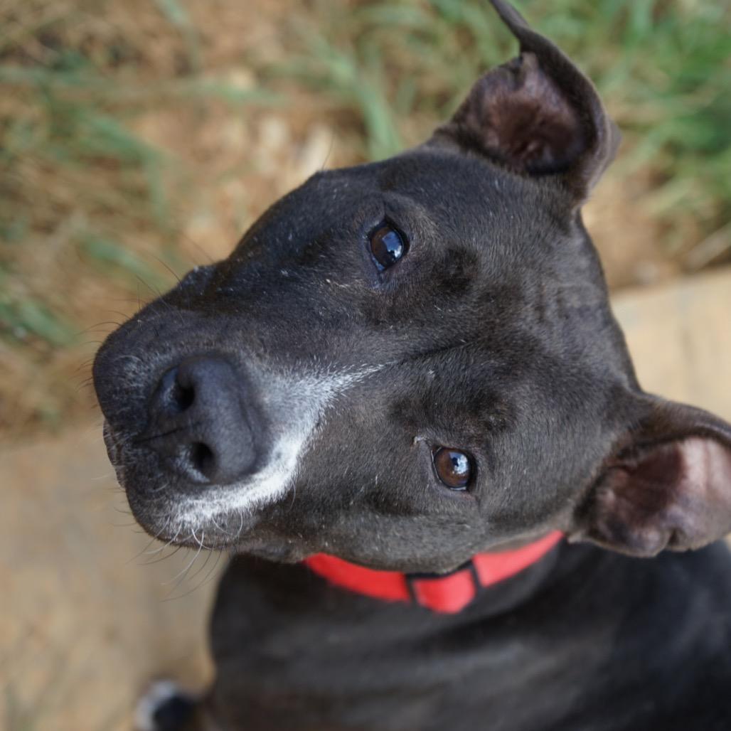 Enlarge Perdita, a Adoptable American Staffordshire Terrier in Duck River, TN image 3/6