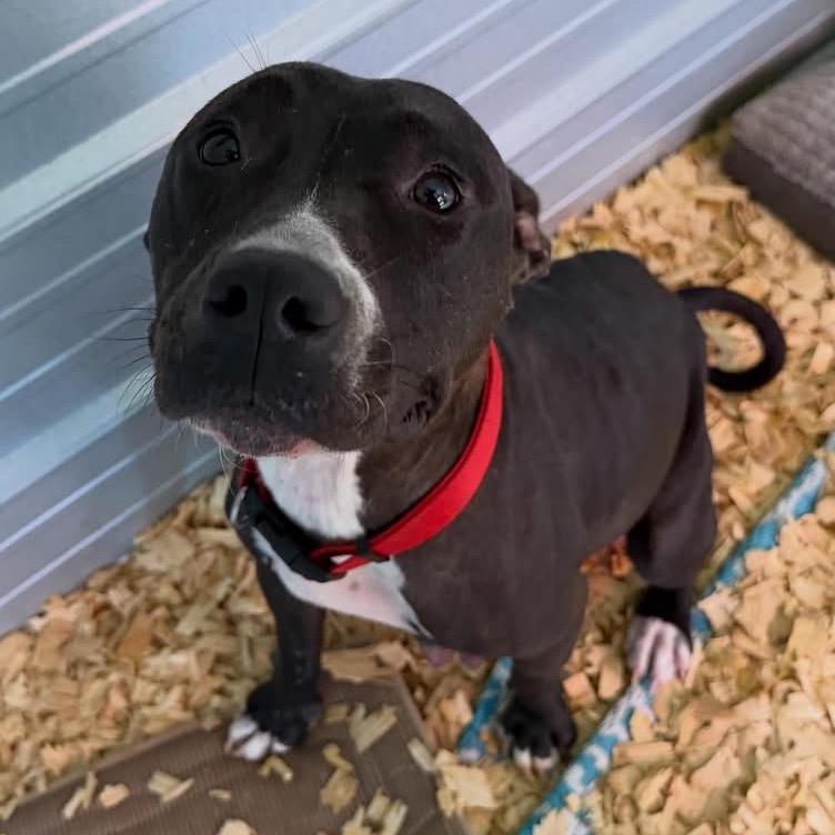 Enlarge Perdita, a Adoptable American Staffordshire Terrier in Duck River, TN image 4/6