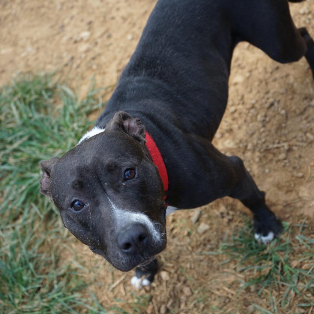 Enlarge Perdita, a Adoptable American Staffordshire Terrier in Duck River, TN image 5/6