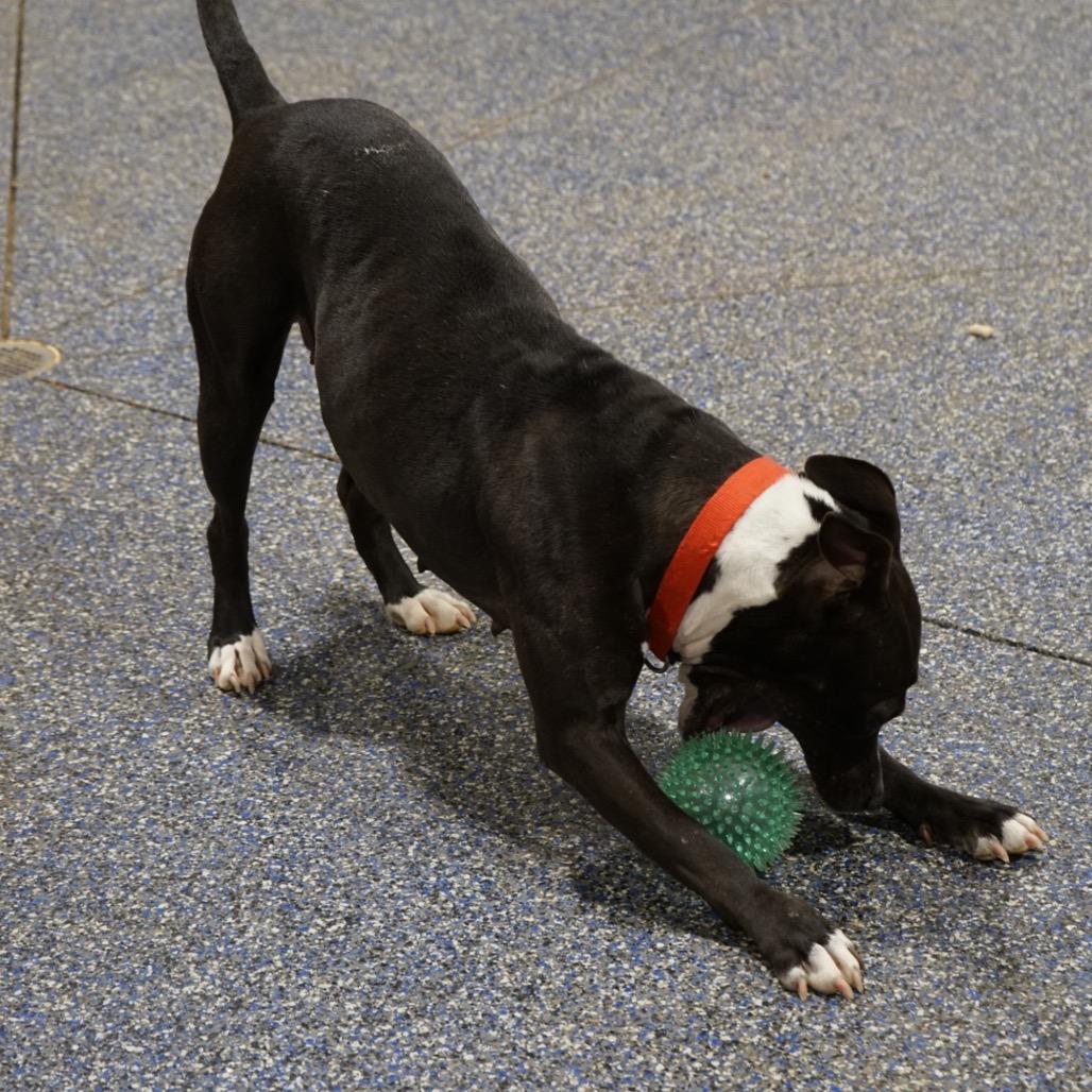 Enlarge Perdita, a Adoptable American Staffordshire Terrier in Duck River, TN image 6/6