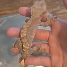 Coca-Cola, Adoptable, Adult Female Gecko.