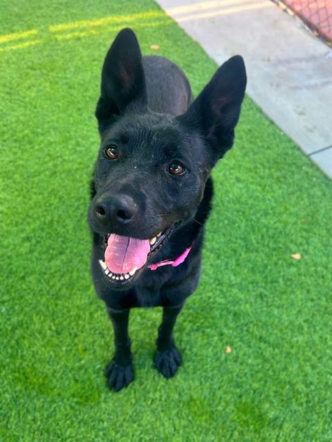 TOSINA, Adoptable, Adult Female German Shepherd Dog.