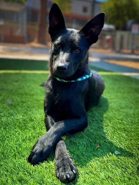 Enlarge TOSINA, a Adoptable German Shepherd Dog in Agoura, CA image 1/1