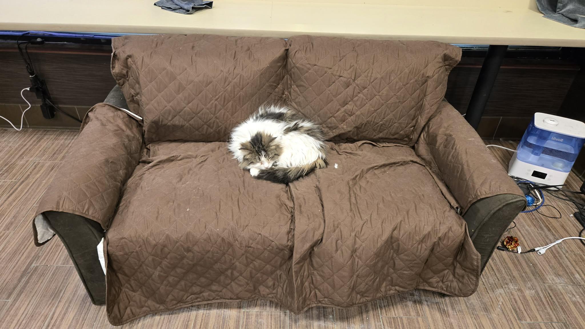 Enlarge Bella, a Adoptable Persian in Penfield, NY image 5/6