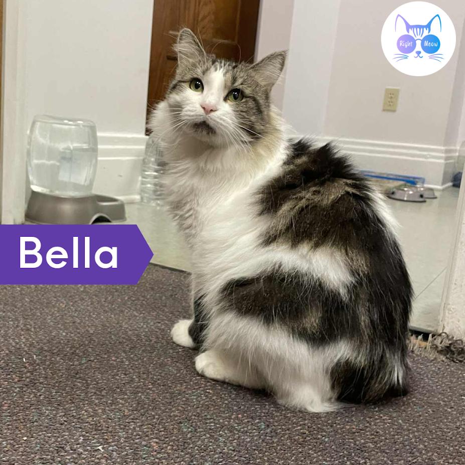 Enlarge Bella, a Adoptable Persian in Penfield, NY image 1/6