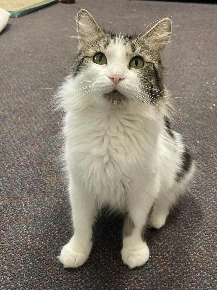 Enlarge Bella, a Adoptable Persian in Penfield, NY image 2/6