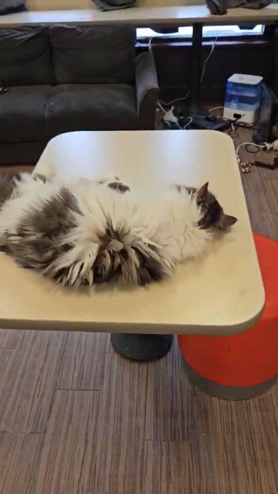 Enlarge Bella, a Adoptable Persian in Penfield, NY video 6/6