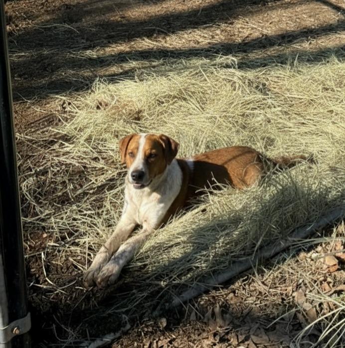 Bullet, Adoptable, Puppy Male Australian Cattle Dog / Blue Heeler & Mixed Breed.