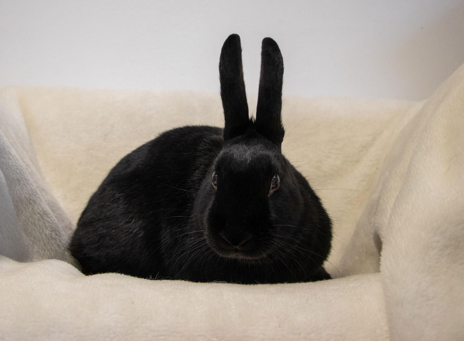 Bing, Adoptable, Young Male Satin & Rex.