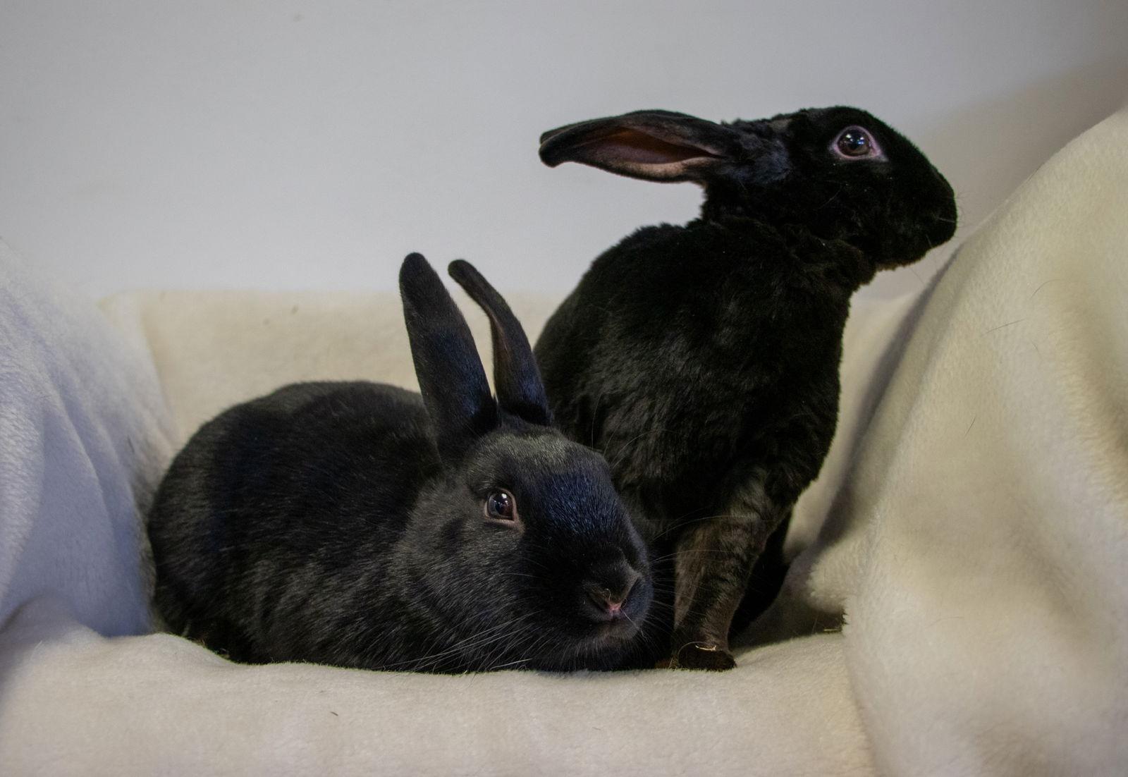 Enlarge Bing, a Adoptable mixed breed in Lakeville, MN image 3/3