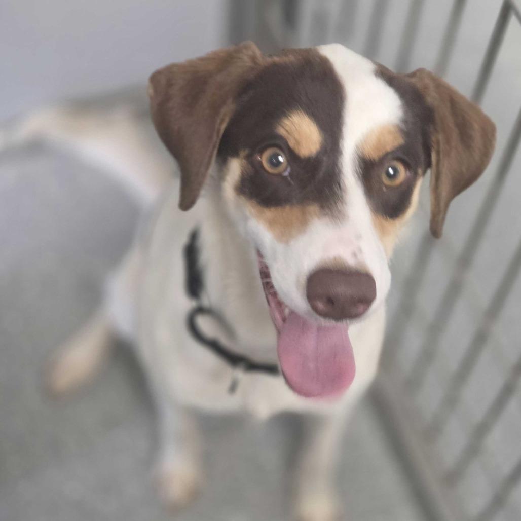 Kimber, Adoptable, Young Female Mixed Breed.
