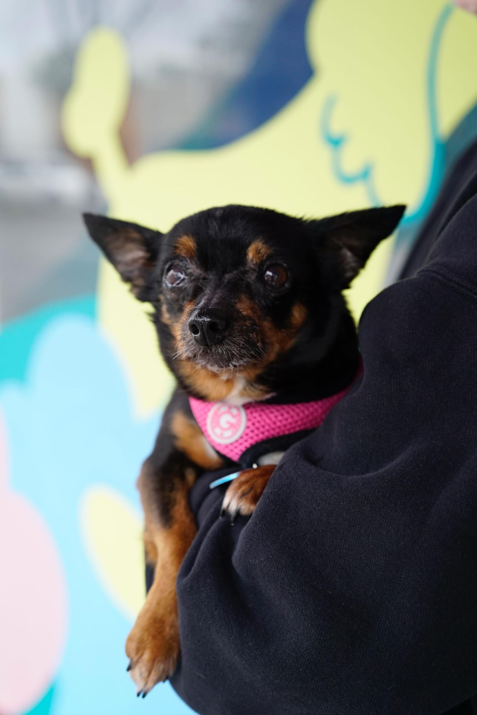 Enlarge Hilda, a Adoptable mixed breed in Pasadena, CA image 3/6