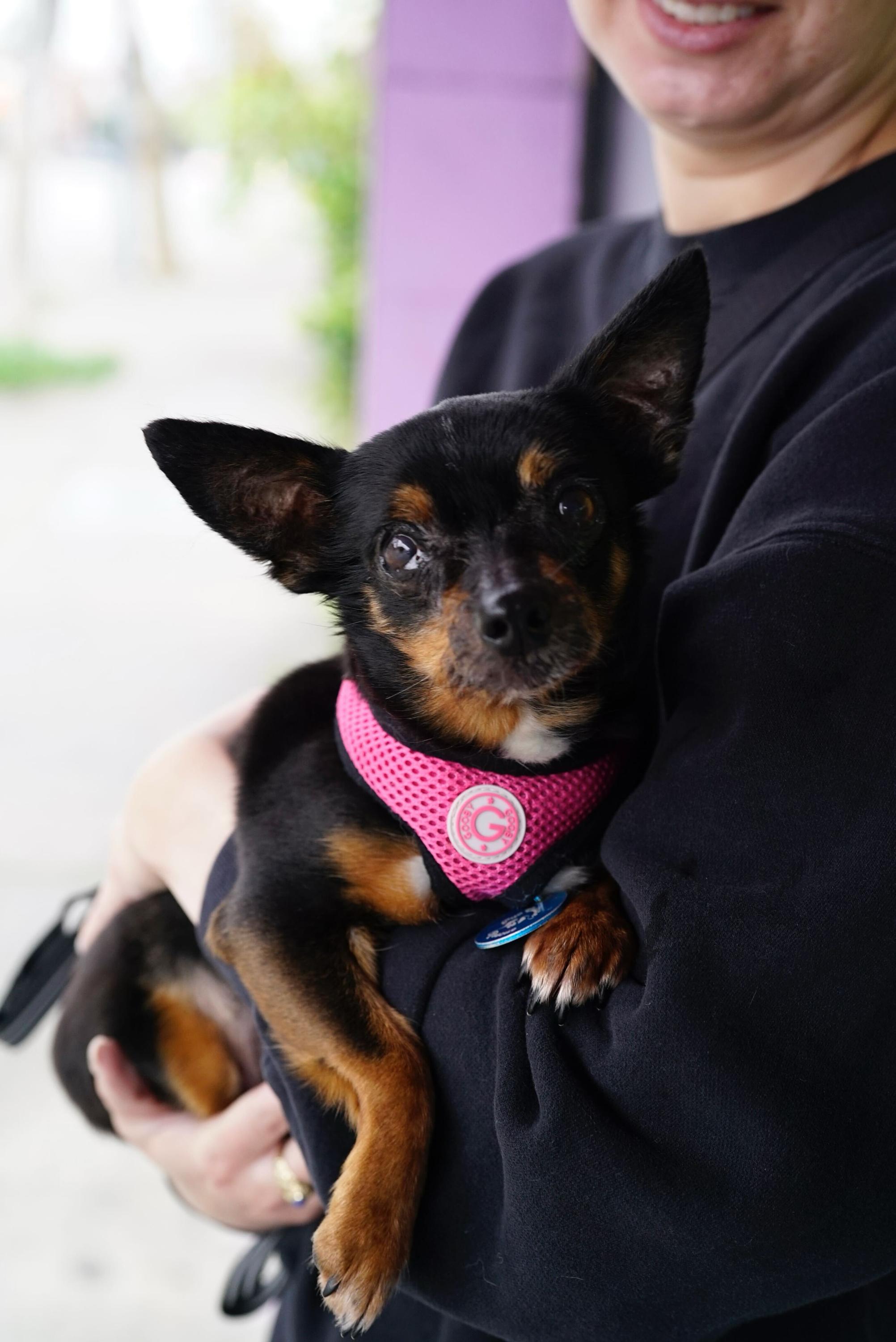 Hilda, Adoptable, Senior Female Chihuahua & Miniature Pinscher.