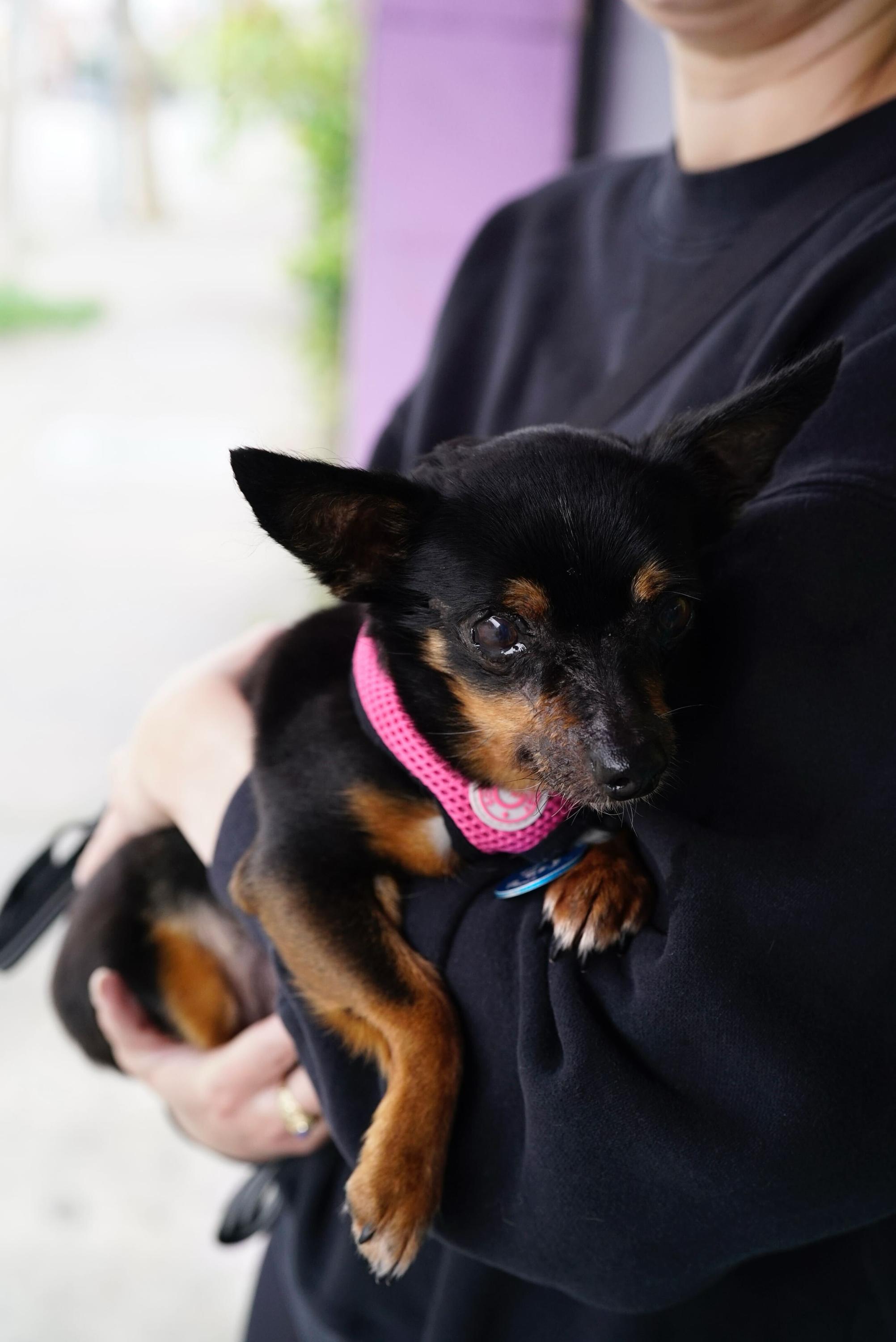 Enlarge Hilda, a Adoptable mixed breed in Pasadena, CA image 4/6