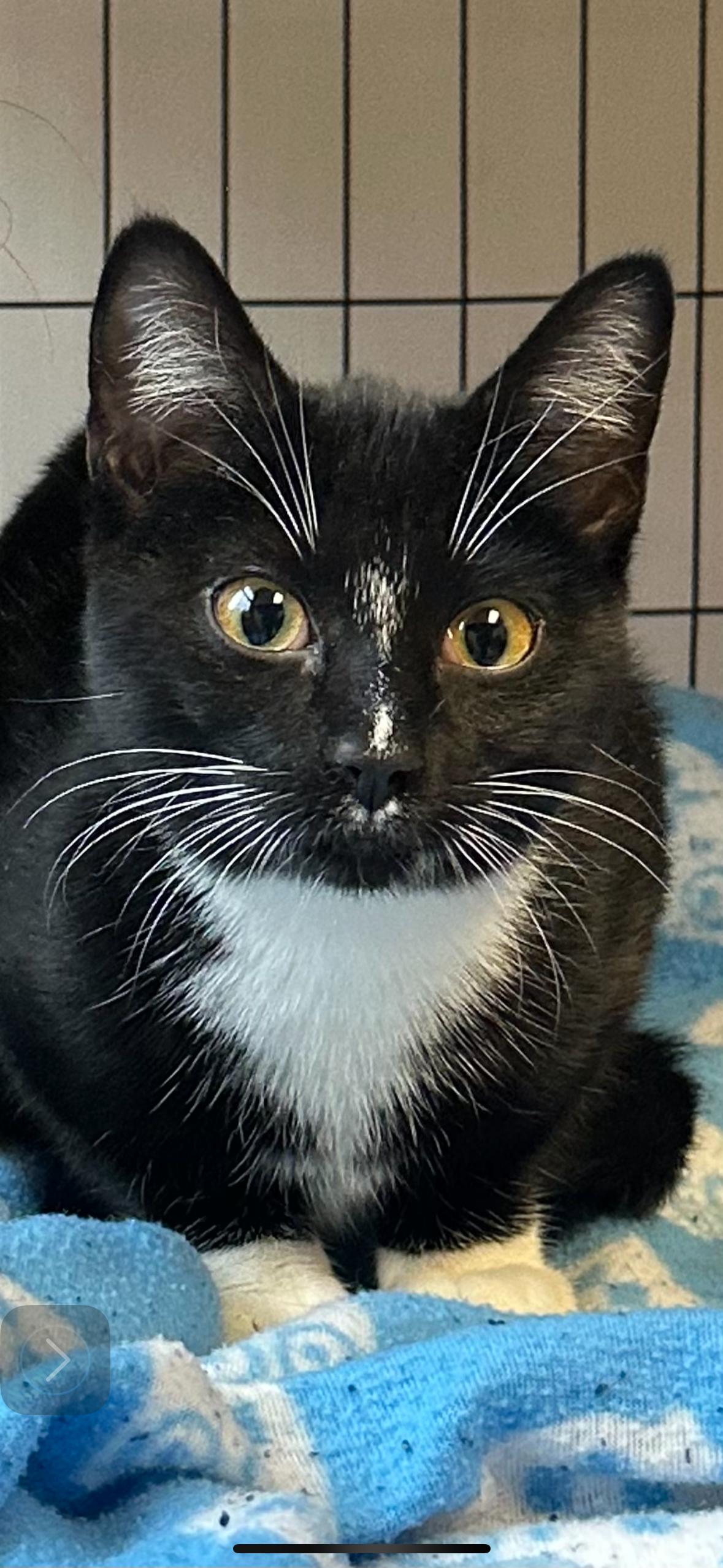 Enlarge Dora, a Adopted Domestic Short Hair in Monson, MA image 1/1