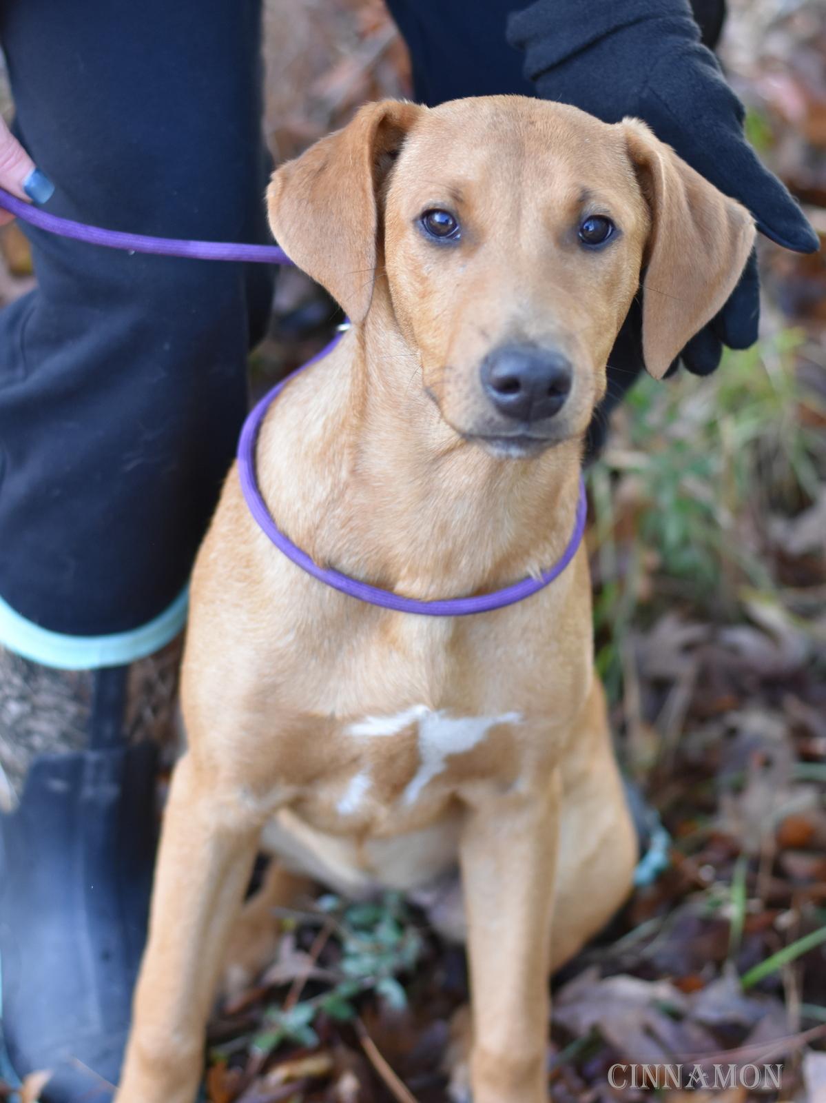 Cinnamon thumbnail 2