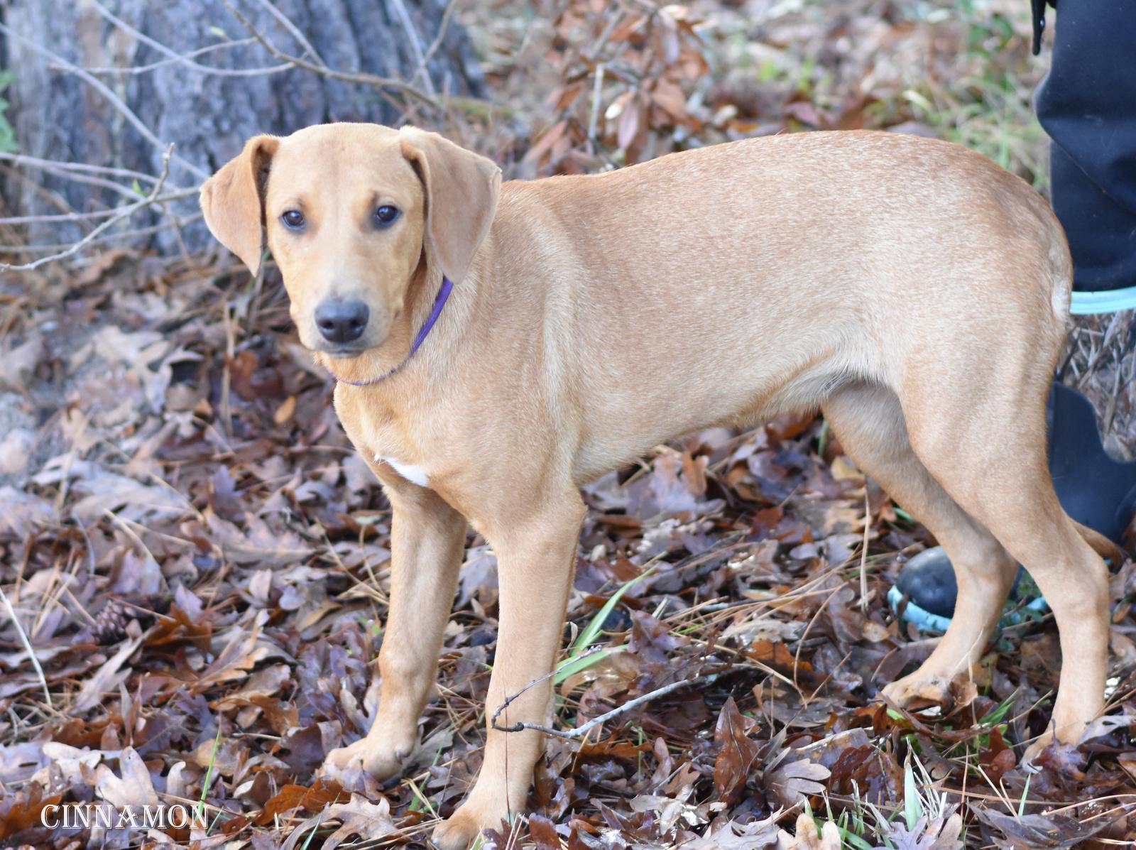 Cinnamon thumbnail 3