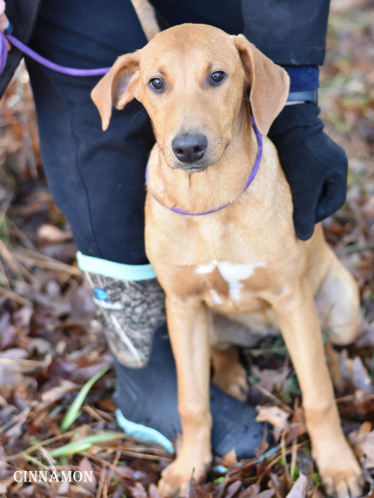 Cinnamon thumbnail 4