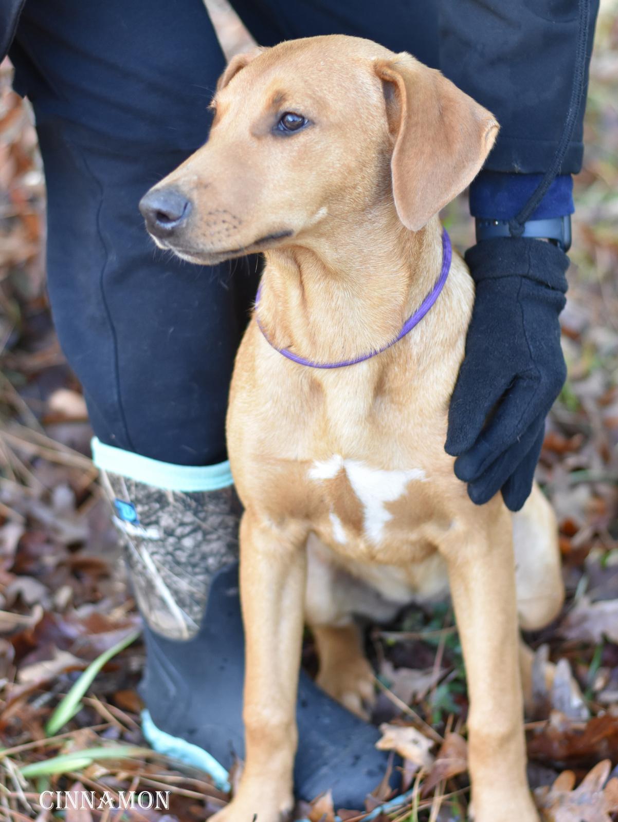 Cinnamon thumbnail 5