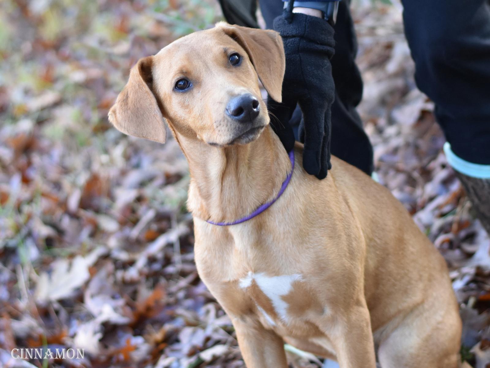 Cinnamon thumbnail 6