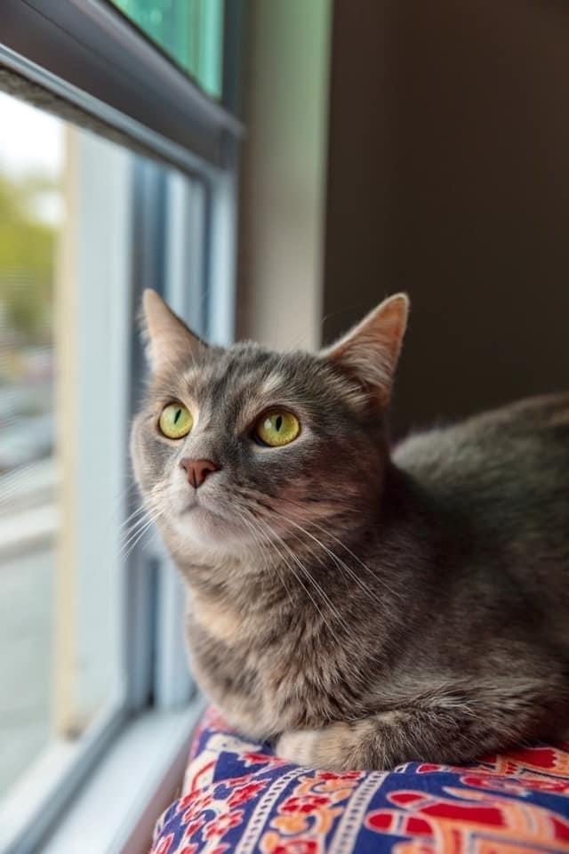 Enlarge Sicily, a Adoptable mixed breed in Long Island City, NY image 1/4