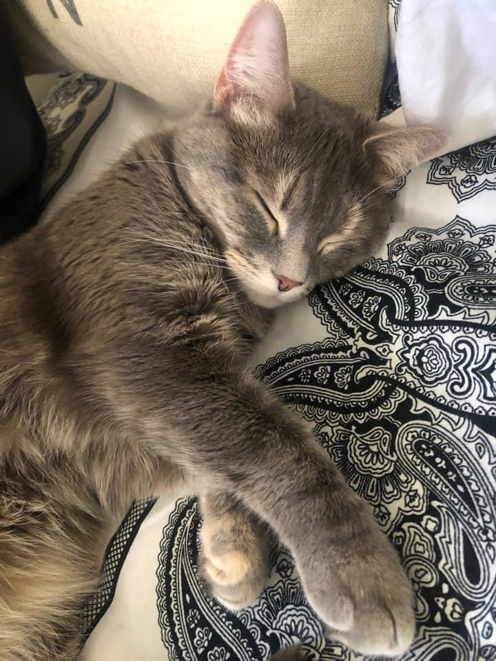 Sicily, Adoptable, Adult Female Domestic Short Hair.