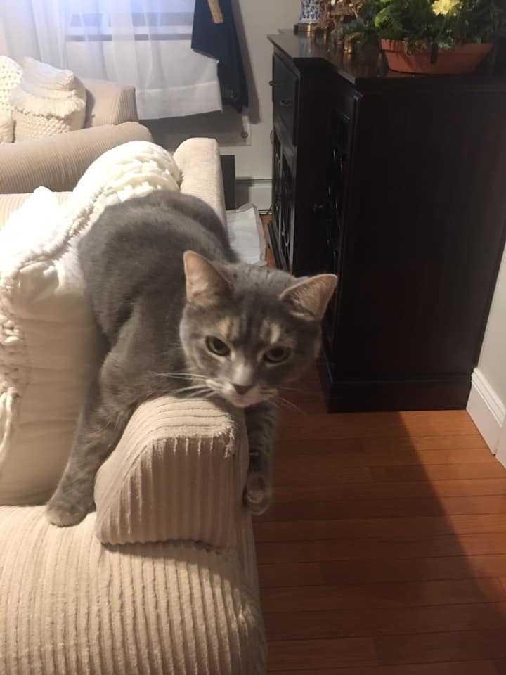 Enlarge Sicily, a Adoptable mixed breed in Long Island City, NY image 3/4