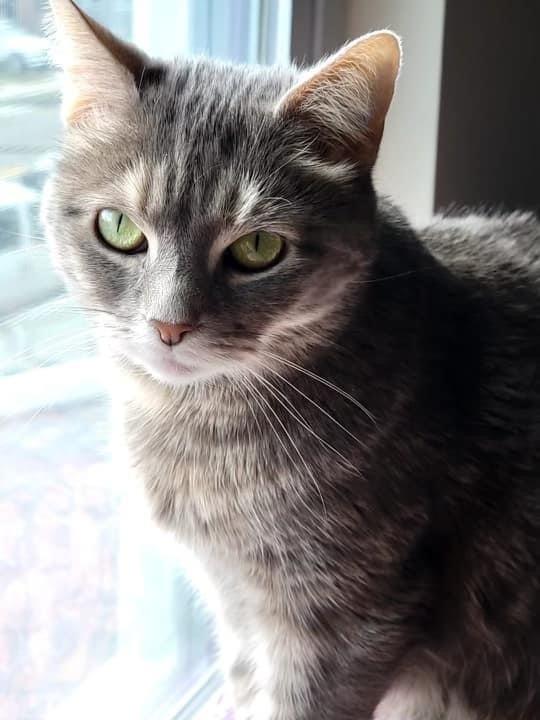 Enlarge Sicily, a Adoptable mixed breed in Long Island City, NY image 4/4