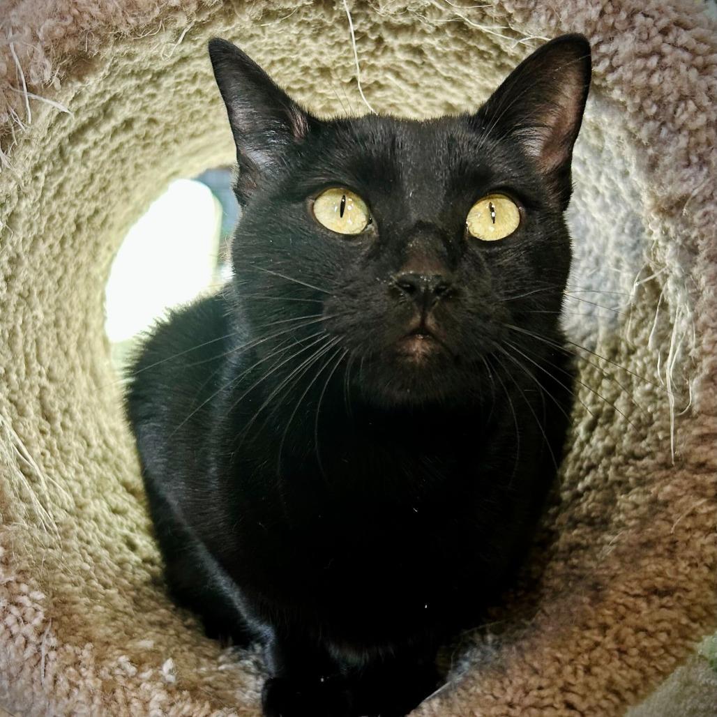 Blue Moon, Adoptable, Adult Male Domestic Short Hair & Domestic Short Hair.