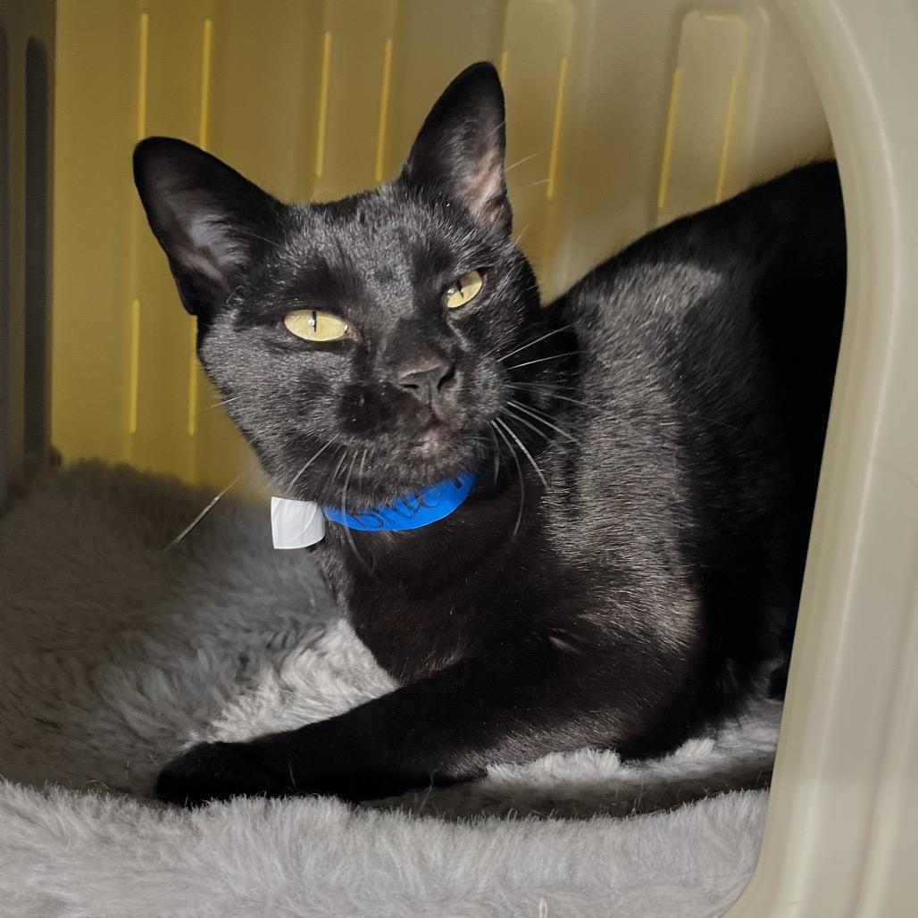 Enlarge Blue Moon, a Adoptable mixed breed in Englewood, FL image 2/5