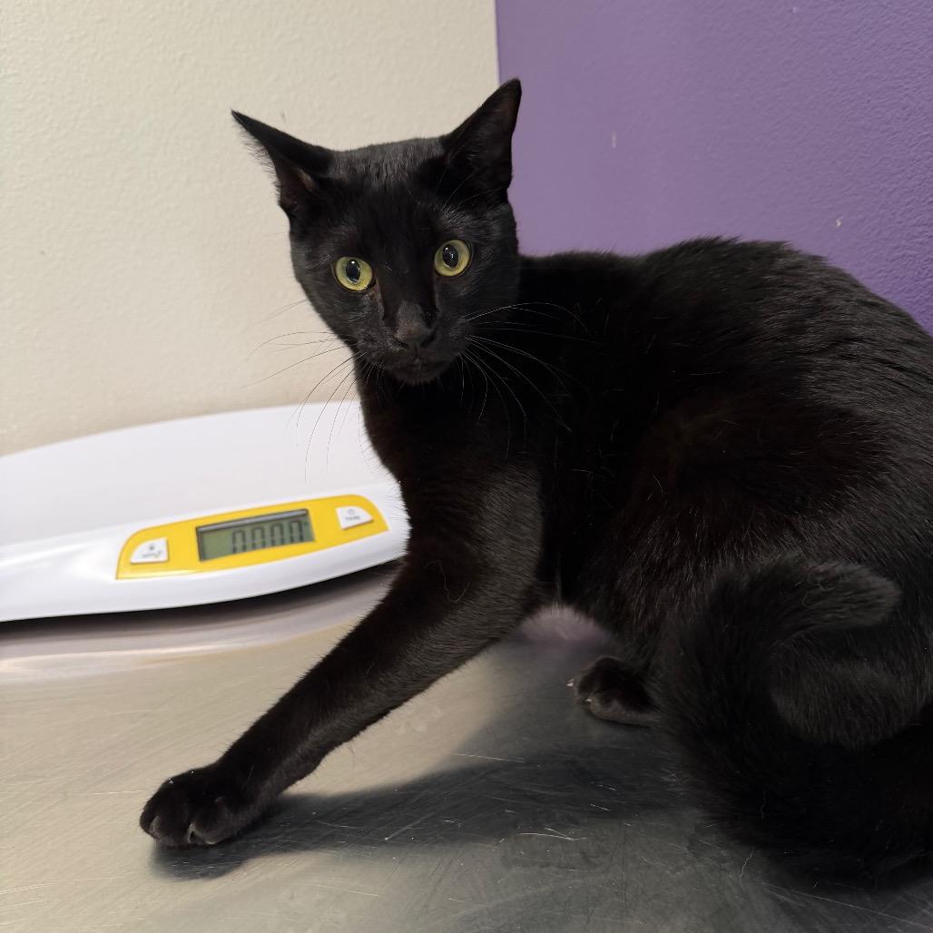 Enlarge Blue Moon, a Adoptable mixed breed in Englewood, FL image 5/5