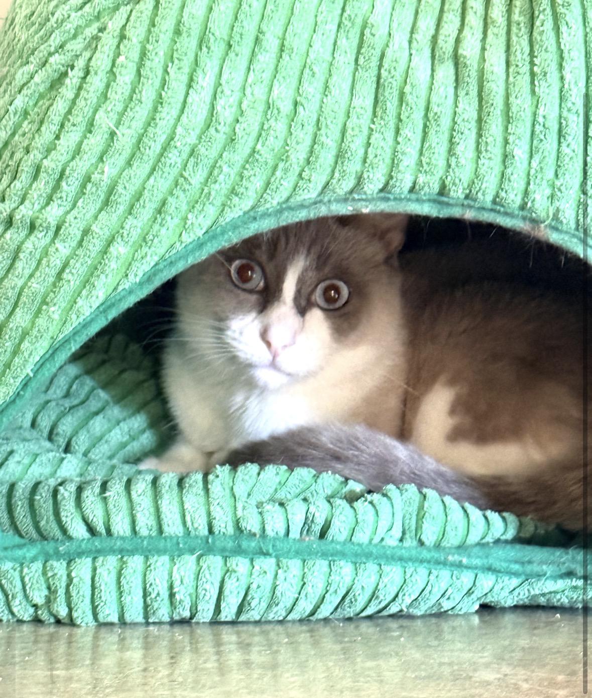 Suki, Adoptable, Young Female Siamese.