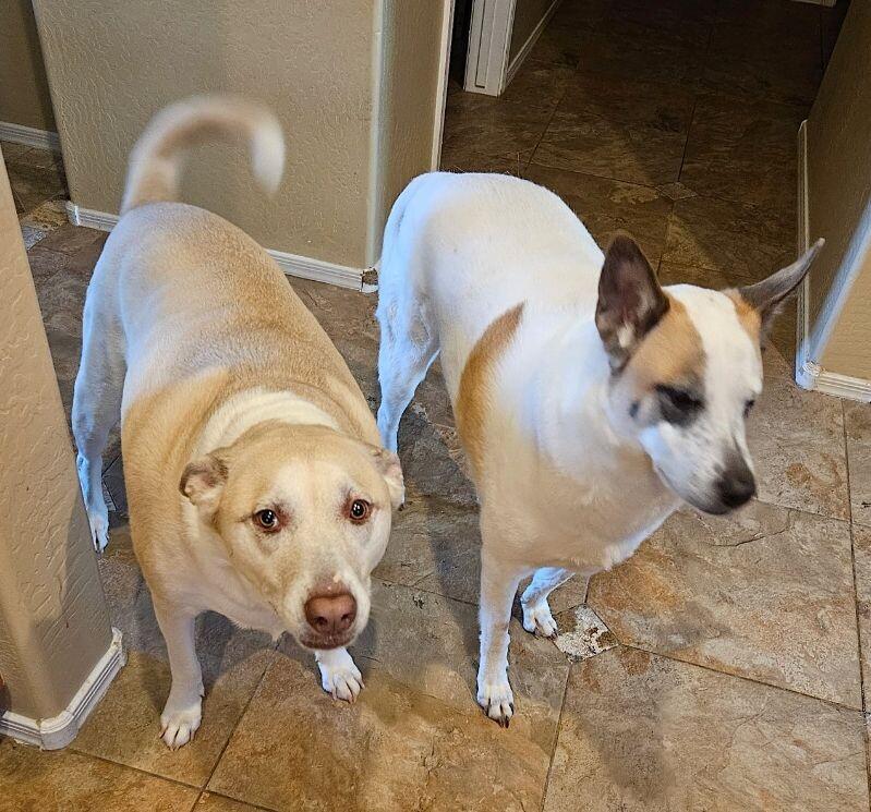 Enlarge Cindy Lou, a Adoptable mixed breed in Anthem, AZ image 1/6